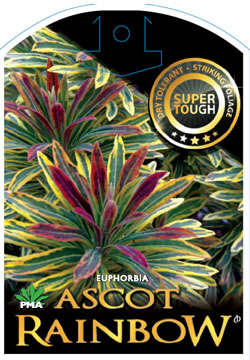 Euphorbia Ascot Rainbow