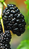 Backyard Treats - Dwarf Mulberry