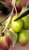 Backyard Treats - St Helena Olive