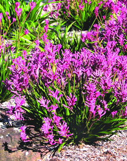 Ausplant Nursery Bush Gems Bush Pearl Kangaroo Paw