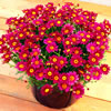 Ausplant Nursery - Federation daisy