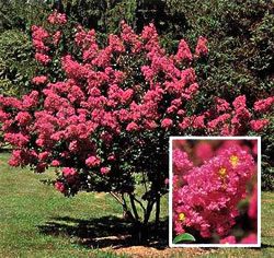 Ausplant Nursery - Lagerstroemia indica crepe myrtle