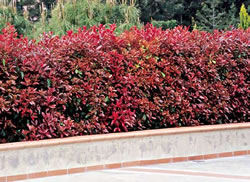 Ausplant Nursery Red Robin Iphotiia x fraseri