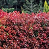 Photinia x fraseri Red robin Ausplant Nursery Dalby