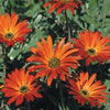 Arctosis Aurora Daisy - Ausplant Nursery