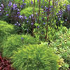 Ausplant Nursery Acacia Bower of Beauty