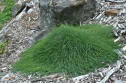 Ausplant Nursery Casuarina glauca 