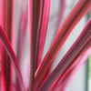 Cordyline Banksii Electric Pink - Ausplant Nursery