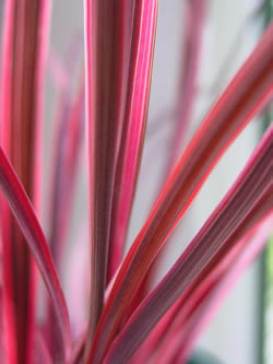 Ausplant Nursery Dalby Cordylinebanksii Electric Pink