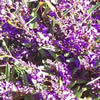 Hardenbergia Mini Haha - Ausplant Nursery