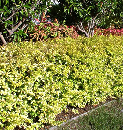 Ausplant Nursery Ligustrum 'Lemon Lime and Clippers'