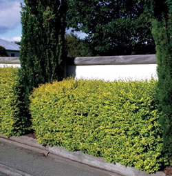 Ausplant Nursery Ligustrum 'Lemon Lime and Clippers'