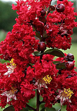 Ausplant Nursery - Lagerstroemia indica crepe myrtle