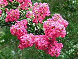 Ausplant Nursery - Lagerstroemia indica crepe myrtle