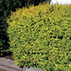 Ausplant Nursery - ligustrum lemon lime & clippers