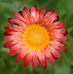 Ausplant Nursery Dalby - Scarecrow Strawflower Strawblaze