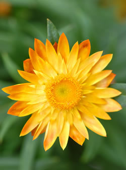 Scarecrow Strawflowers